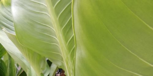 Full frame shot of green leaves