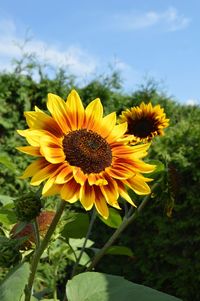 Close-up of yellow flowering plant against sky