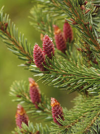 Close-up of pine tree