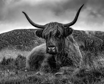 Highland cattle sitting on field against cloudy sky