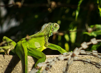 Close-up of lizard on tree