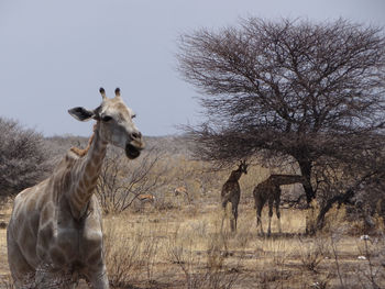 A giraffe stands alone in the steppe of the etosha national park on a sunny autumn day in namibia