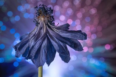 Close-up of purple flower against illuminated defocused lights