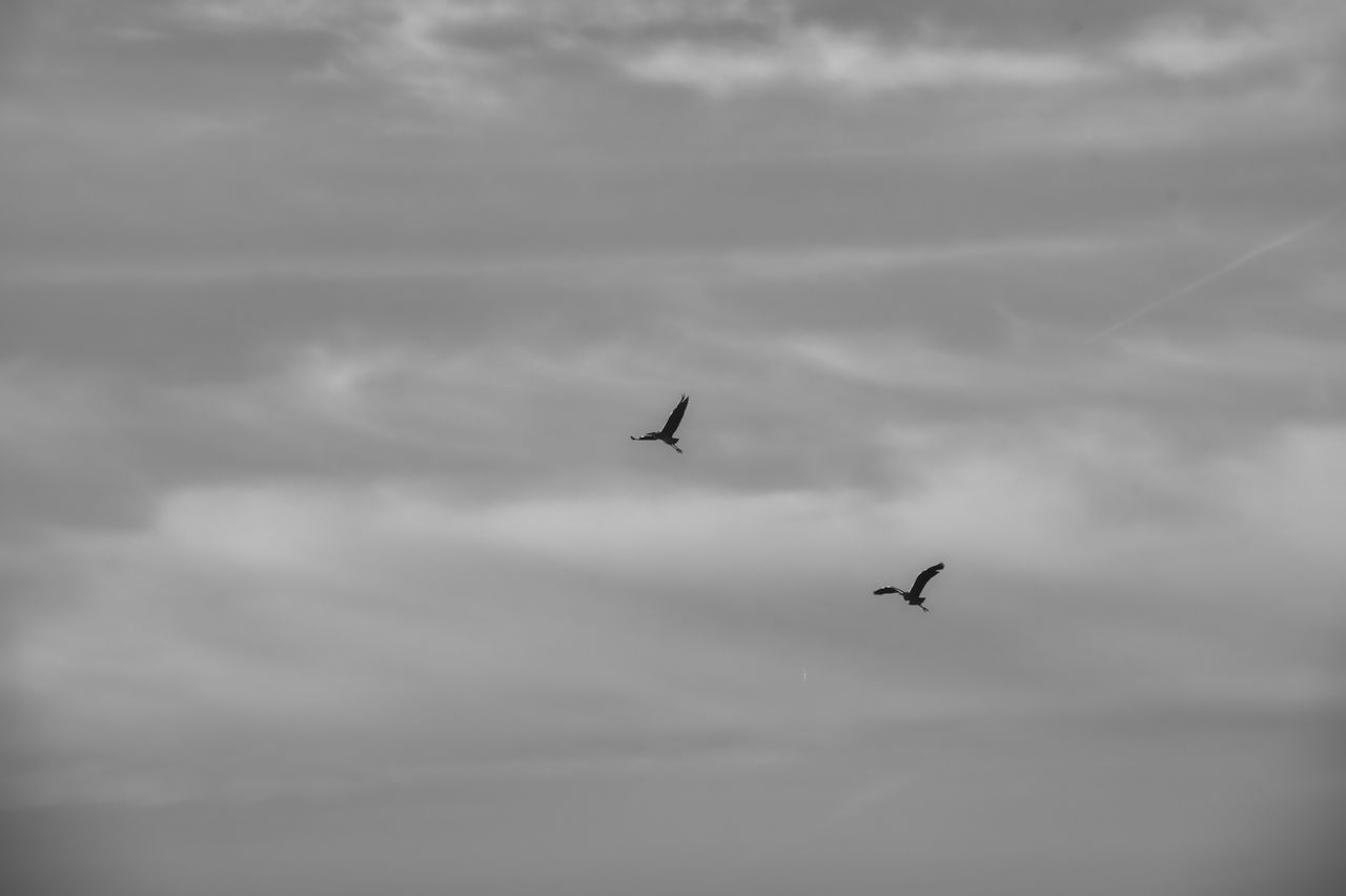 LOW ANGLE VIEW OF SILHOUETTE BIRDS FLYING AGAINST SKY