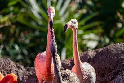 Close-up of birds on rock