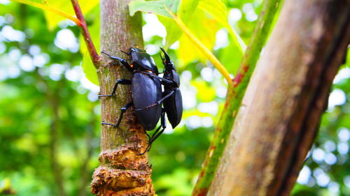 Close-up of butterfly on tree trunk