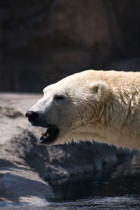 Close-up of polar bear with mouth open at zoo