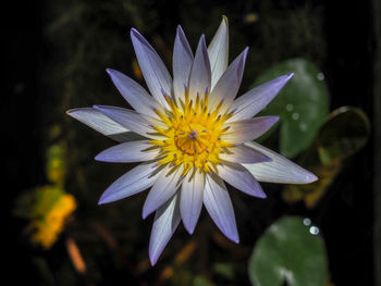 Close-up of purple flower