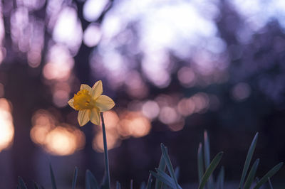 Close-up of yellow flowering plant on field