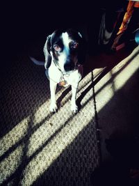 High angle portrait of dog on floor
