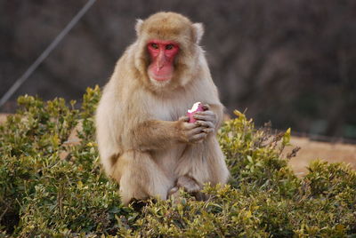 Close-up of monkey