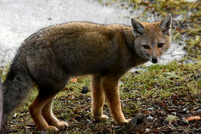 Captado en el campo de  tierra del fuego