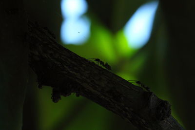 Close-up of lizard on tree trunk