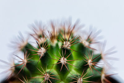 Close-up of cactus plant