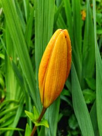 Close-up of orange flowering plant