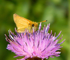 Close-up of butterfly pollinating flower