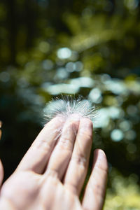 Cropped hand of woman holding dandelion