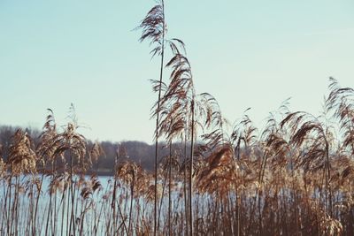 Low angle view of plants on field against clear sky