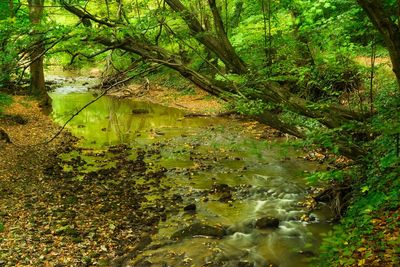 Trees by lake in forest