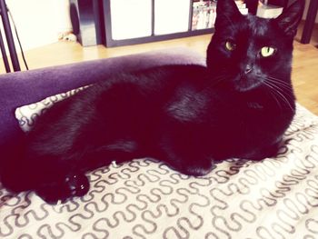 Portrait of cat lying on sofa