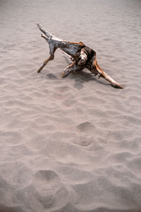 Driftwood on sand at beach