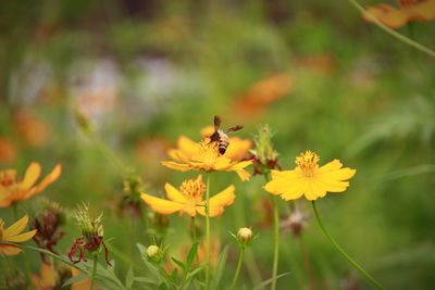 Close-up of bee pollinating on yellow flower