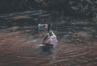 Bird swimming in lake
