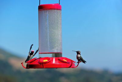 Close-up of bird flying