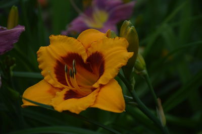 flowering plant