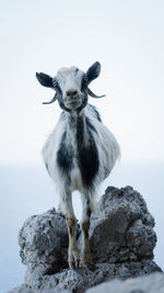 Portrait of goat standing by rock against sky