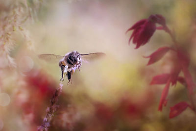 Close-up of bee buzzing by flower