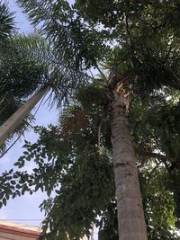 Low angle view of palm trees against sky