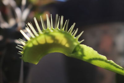 Close-up of succulent plant