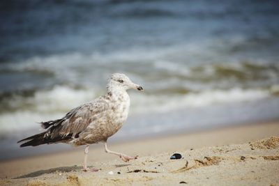 Close-up of seagull perching on beach