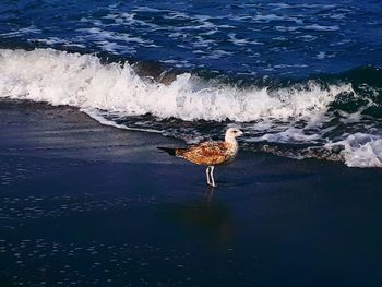 Seagull on a beach