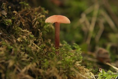 Close-up of mushroom on grass