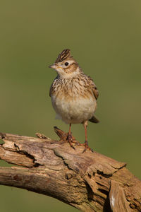 Close-up of bird perching on wood