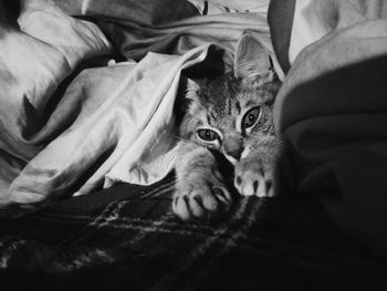 Portrait of cat relaxing on bed