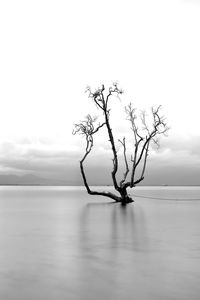 Bare tree by sea against sky