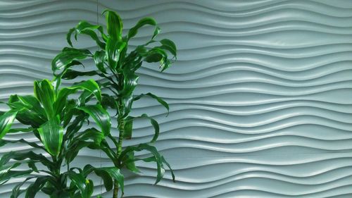 Close-up view of leaf