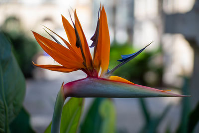 Close-up of orange flower against blurred background
