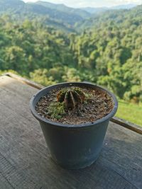 Close-up of potted plant on table