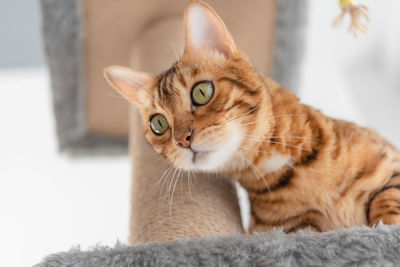 Bengal cat and furniture for cats - scratching post, in the living room.