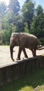 Side view of elephant in zoo