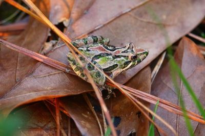 Close-up of lizard on plant