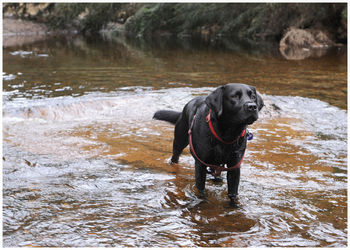 Dog in water