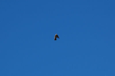 Low angle view of bird flying against clear blue sky