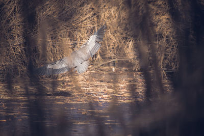 Birds flying over lake