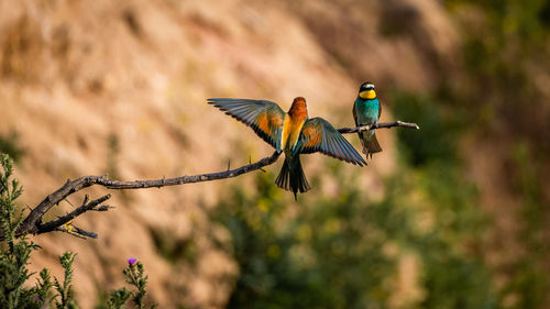 Low angle view of bird perching on plant