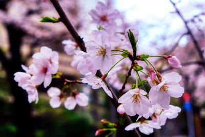 Close-up of pink cherry blossoms in spring